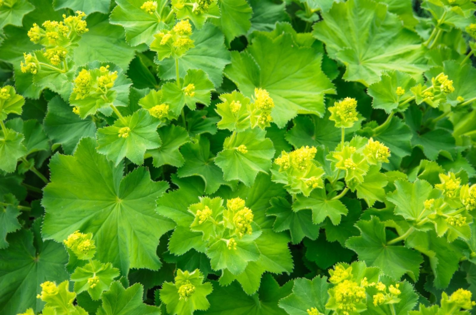 Lady’s Mantle