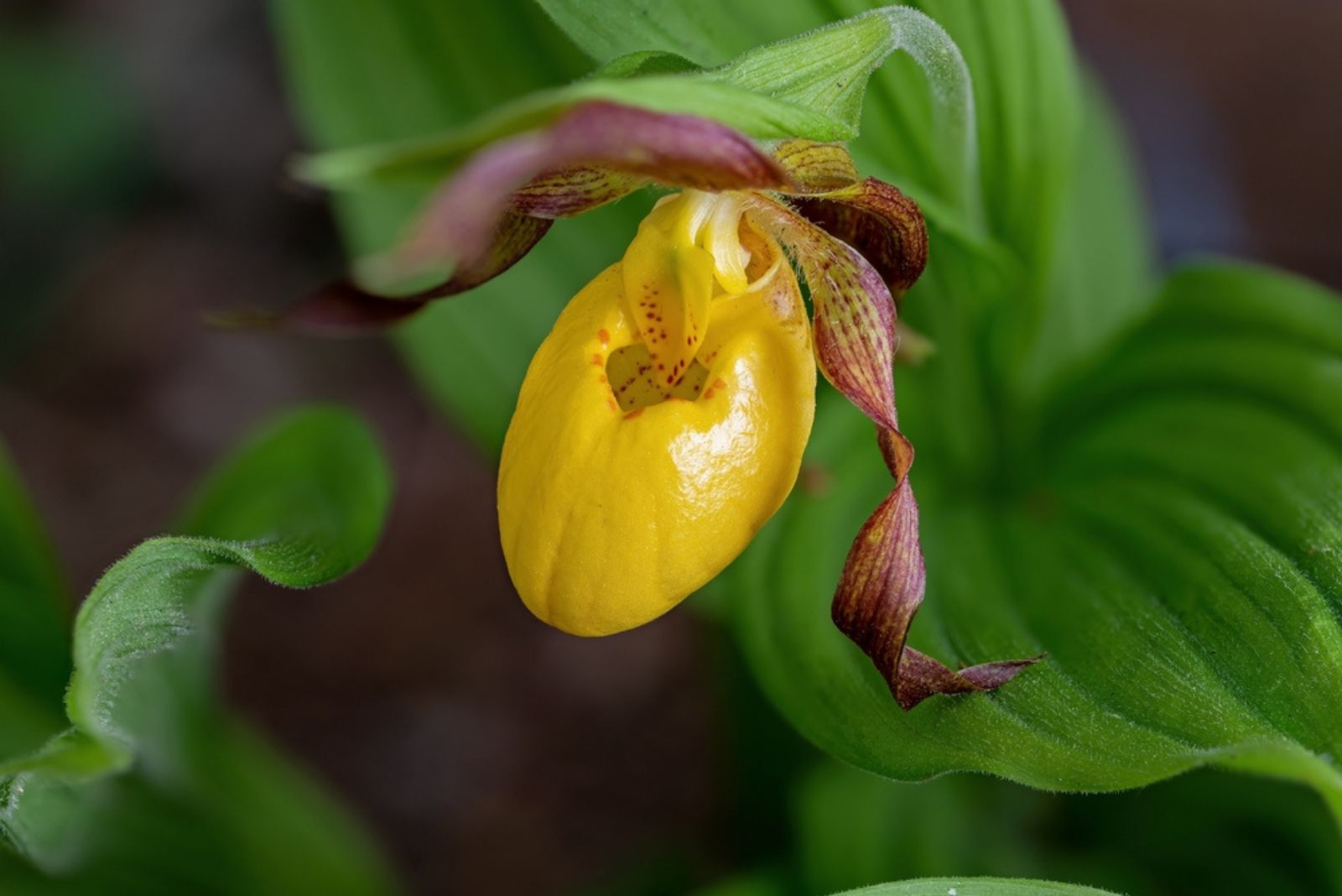 Lady’s Slipper Orchid