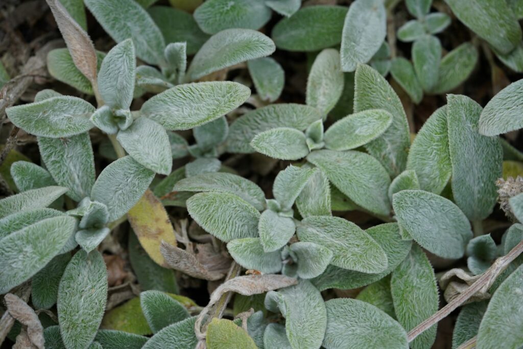 Lamb’s Ear