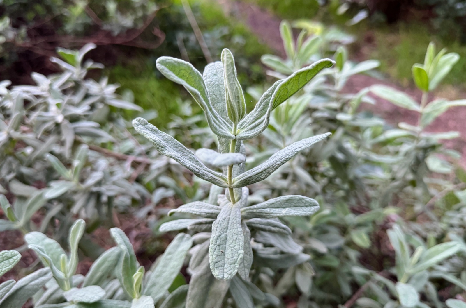 Lamb’s Ear