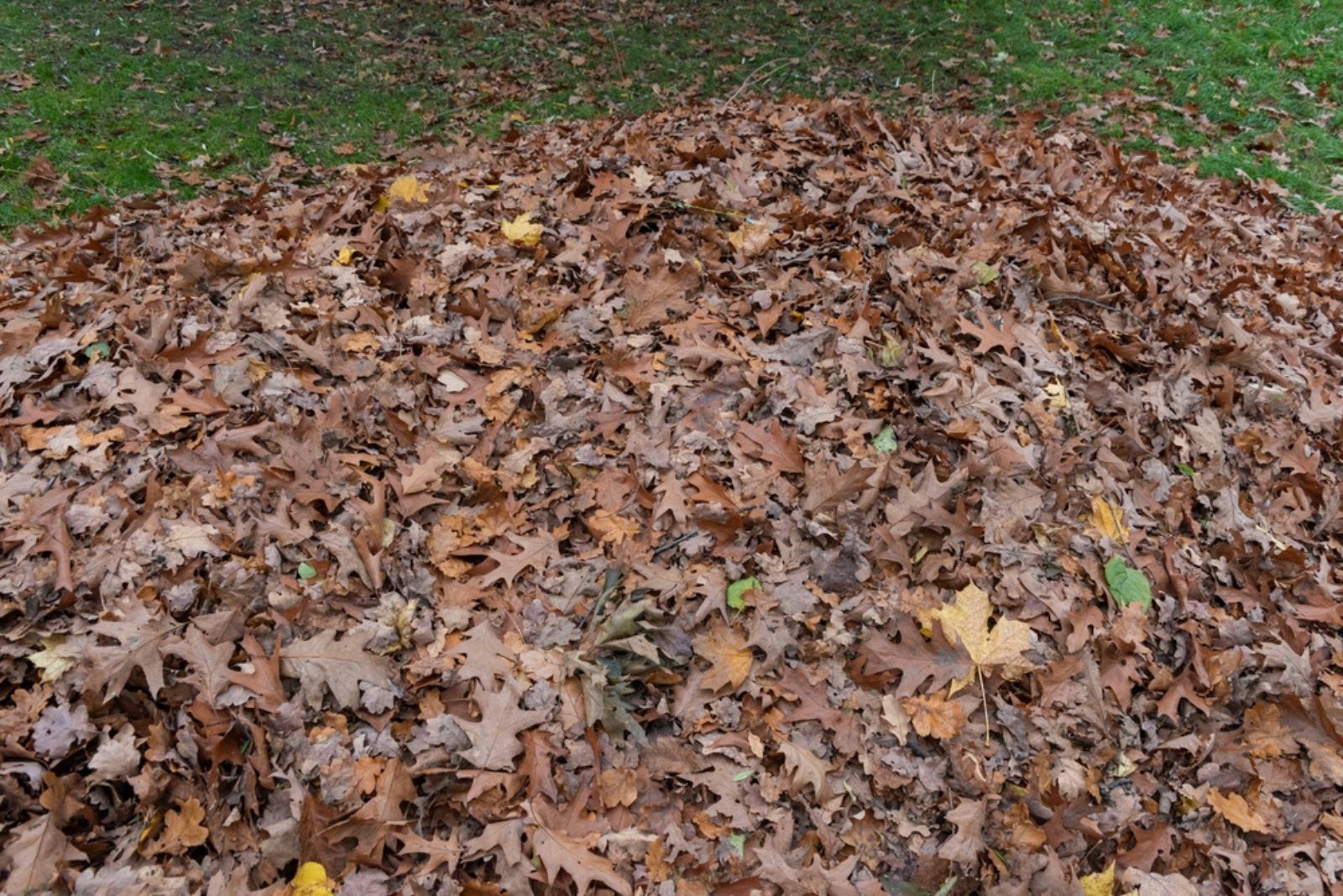 Large leaf pile