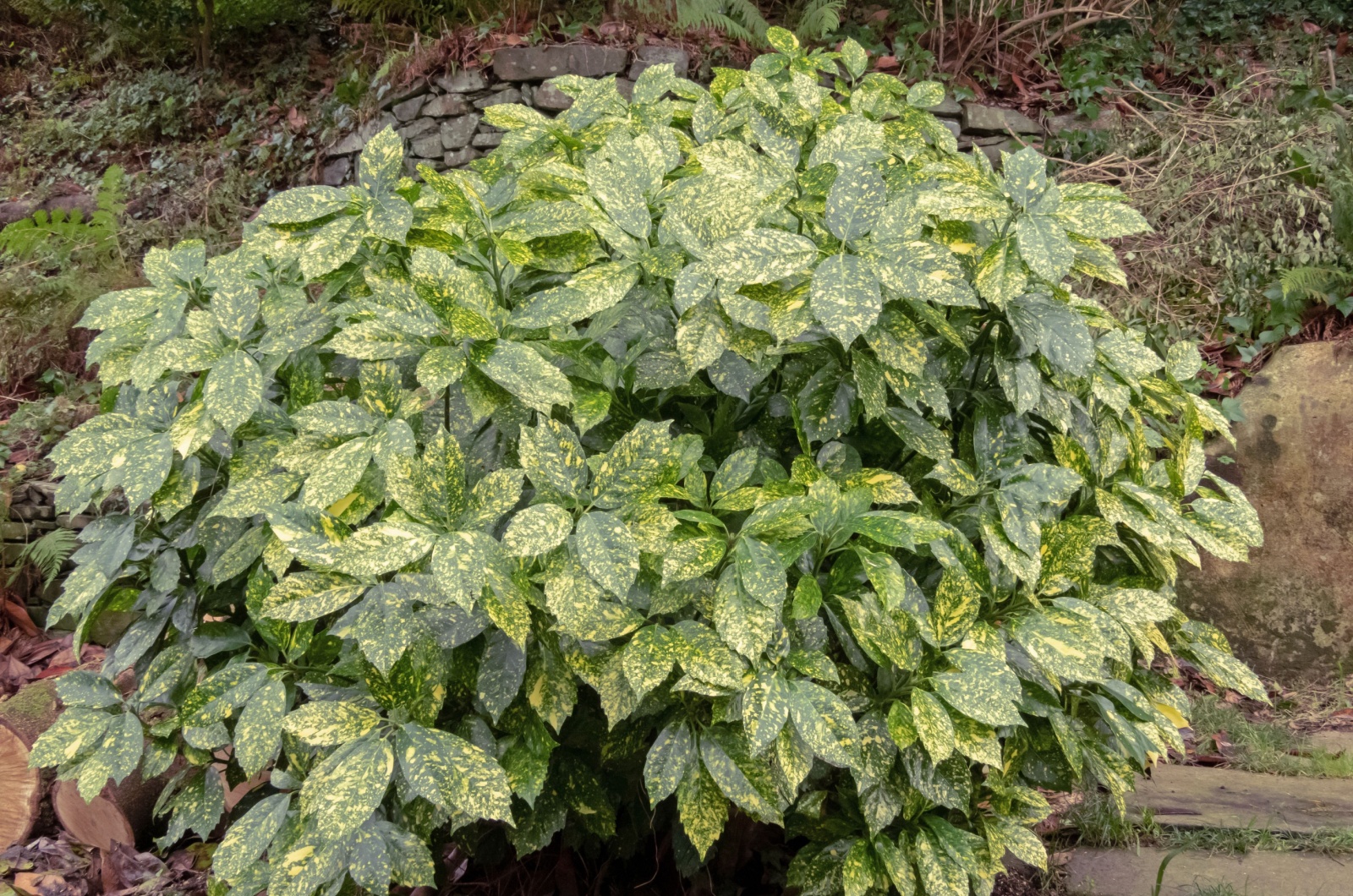 Laurel Shrub