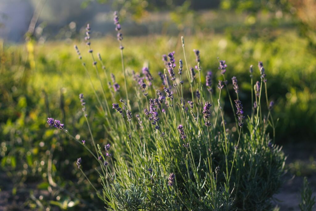 Lavender