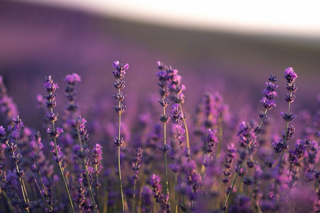 Lavender