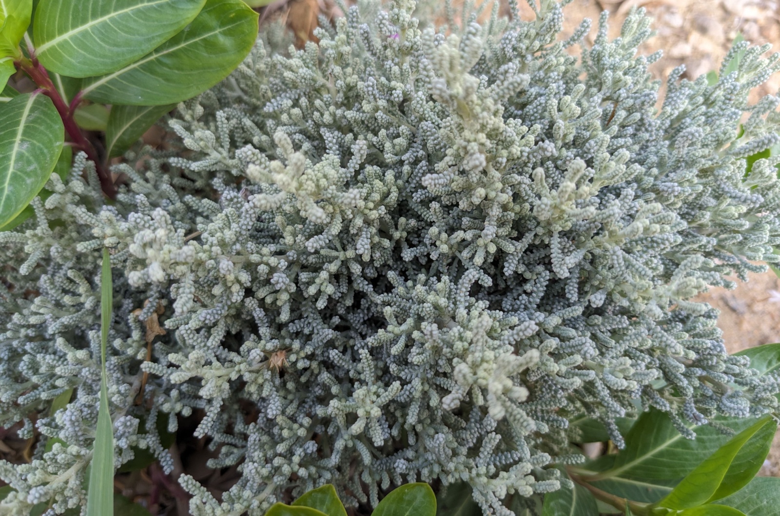 Lavender Cotton