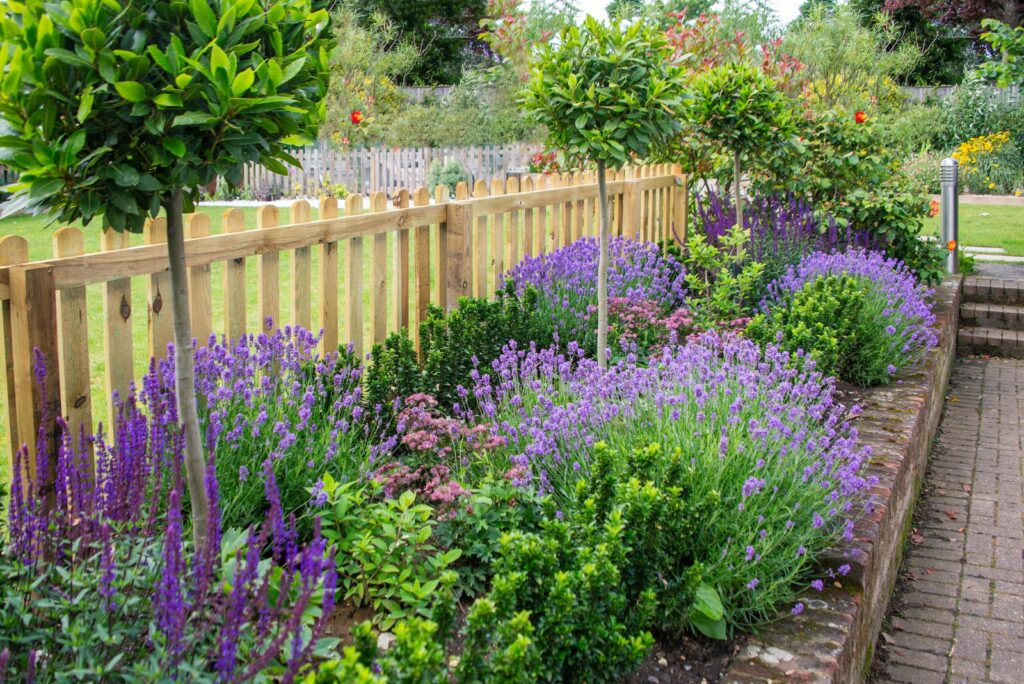 Lavender around the flowerbed