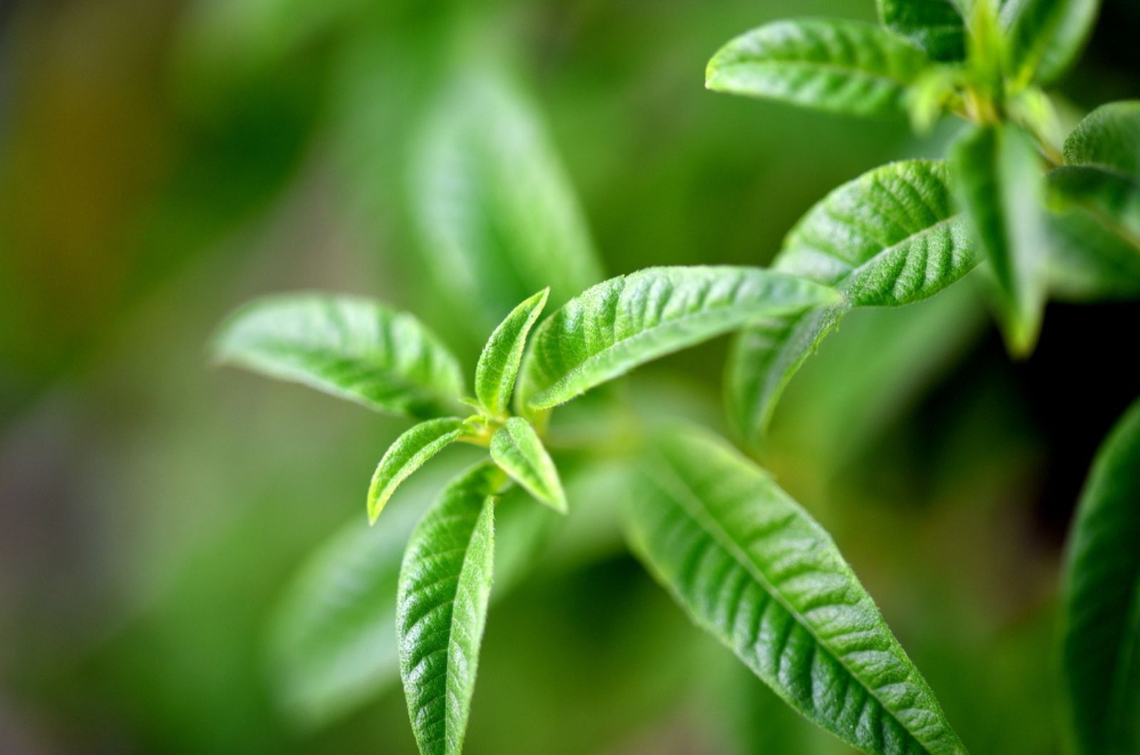 Lemon Verbena