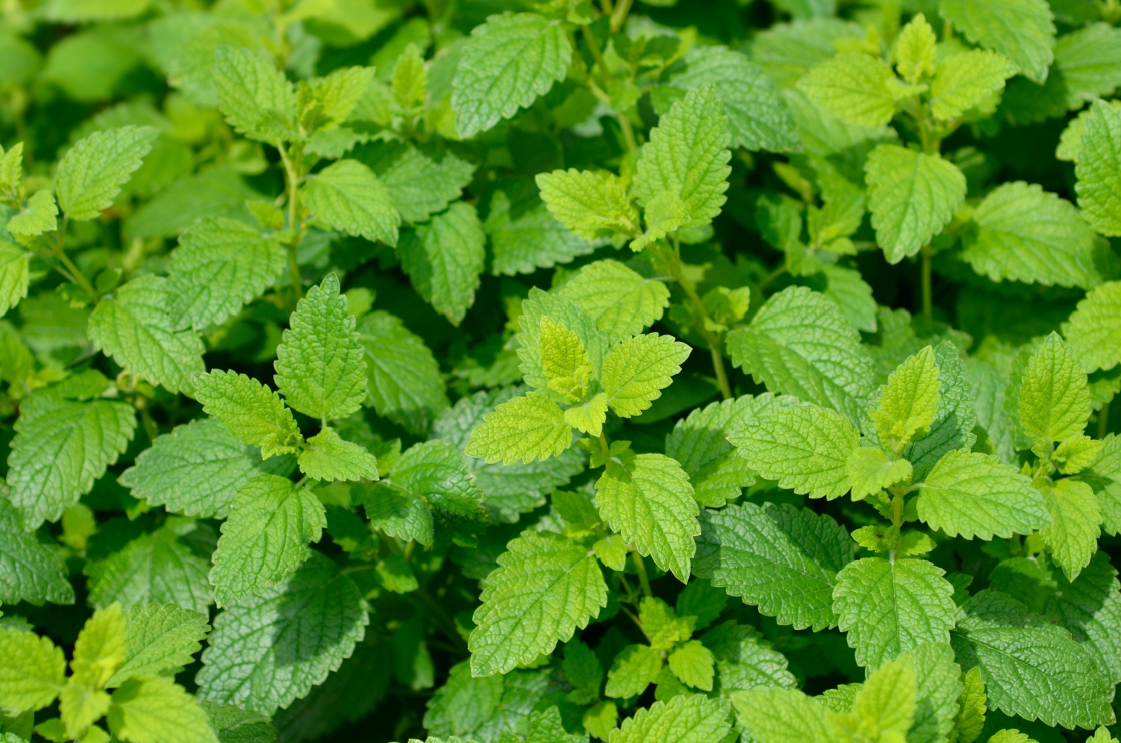 Lemon balm