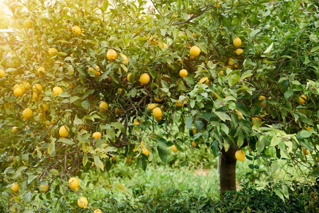 Lemon tree in a garden