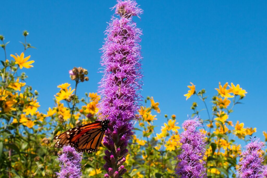 Liatris pycnostachya