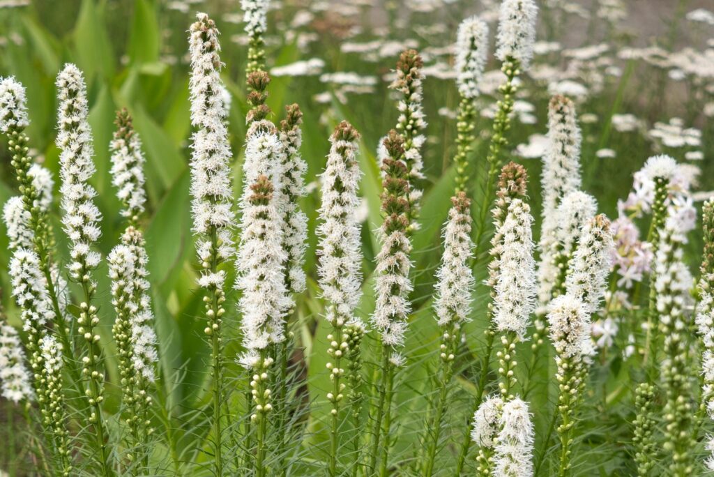 Liatris spicata ‘Alba’