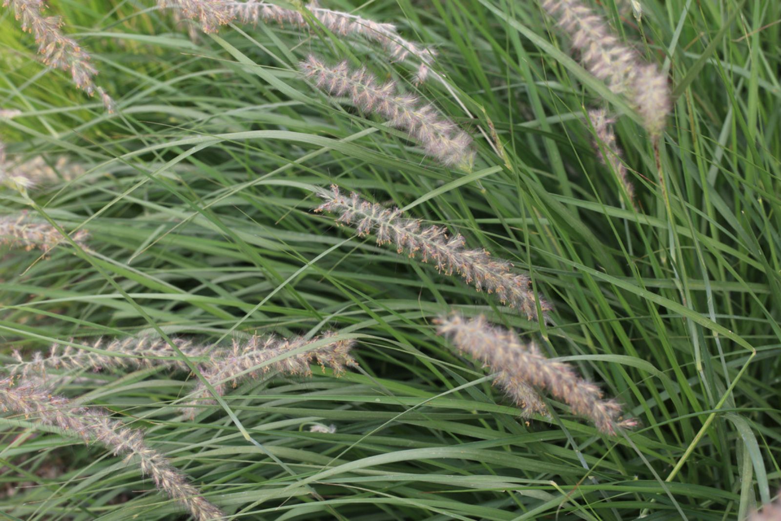 Little Bluestem