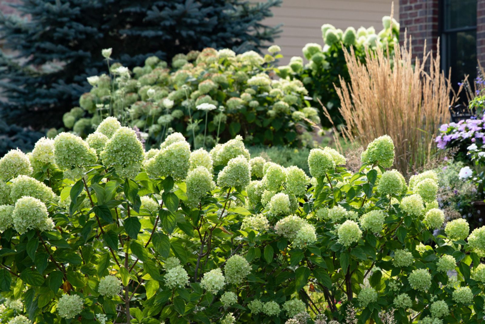  Little Lime Hydrangea