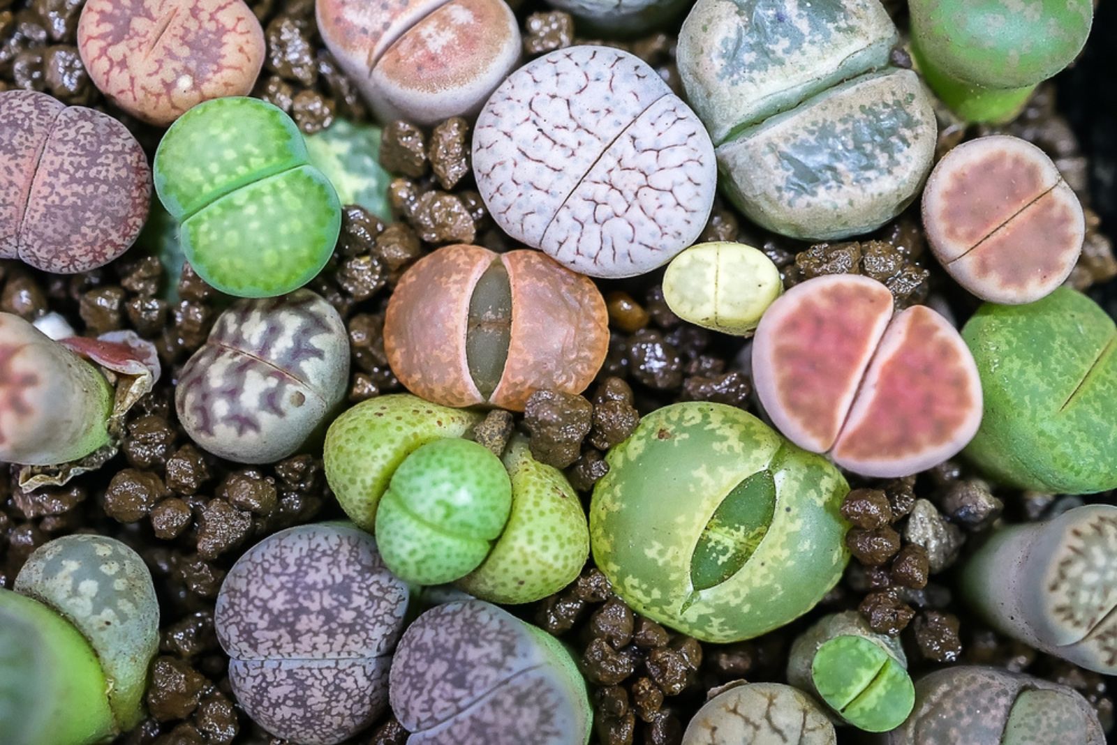 Living Stones Plants