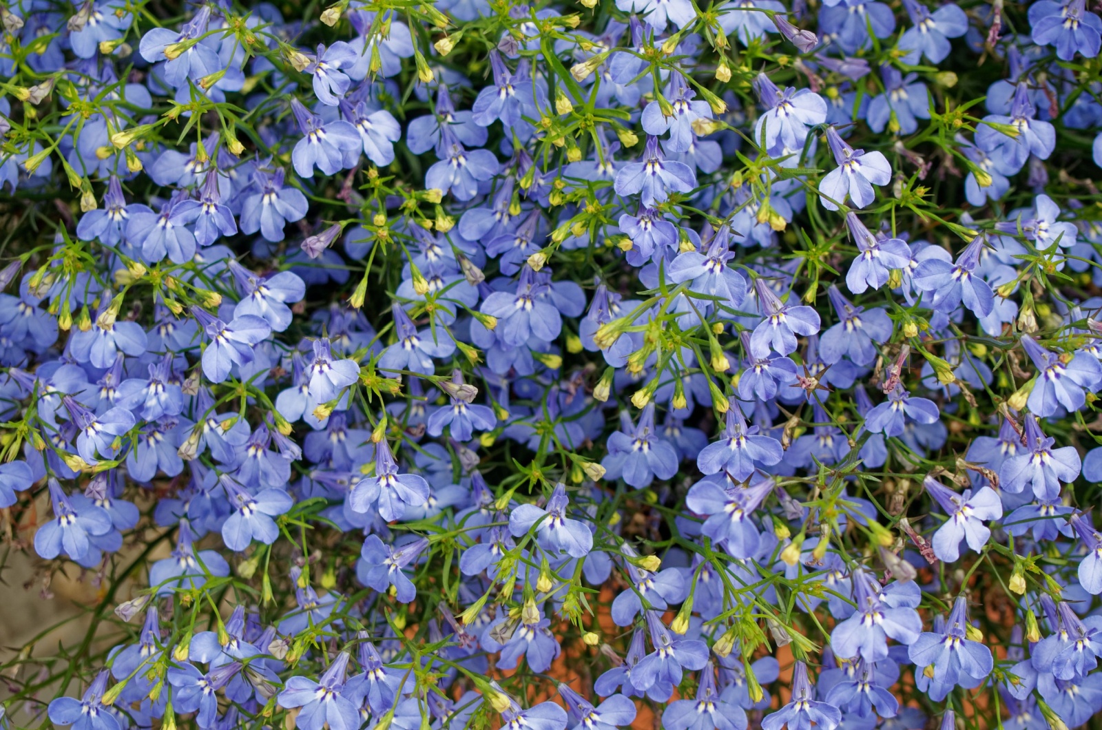 Lobelia