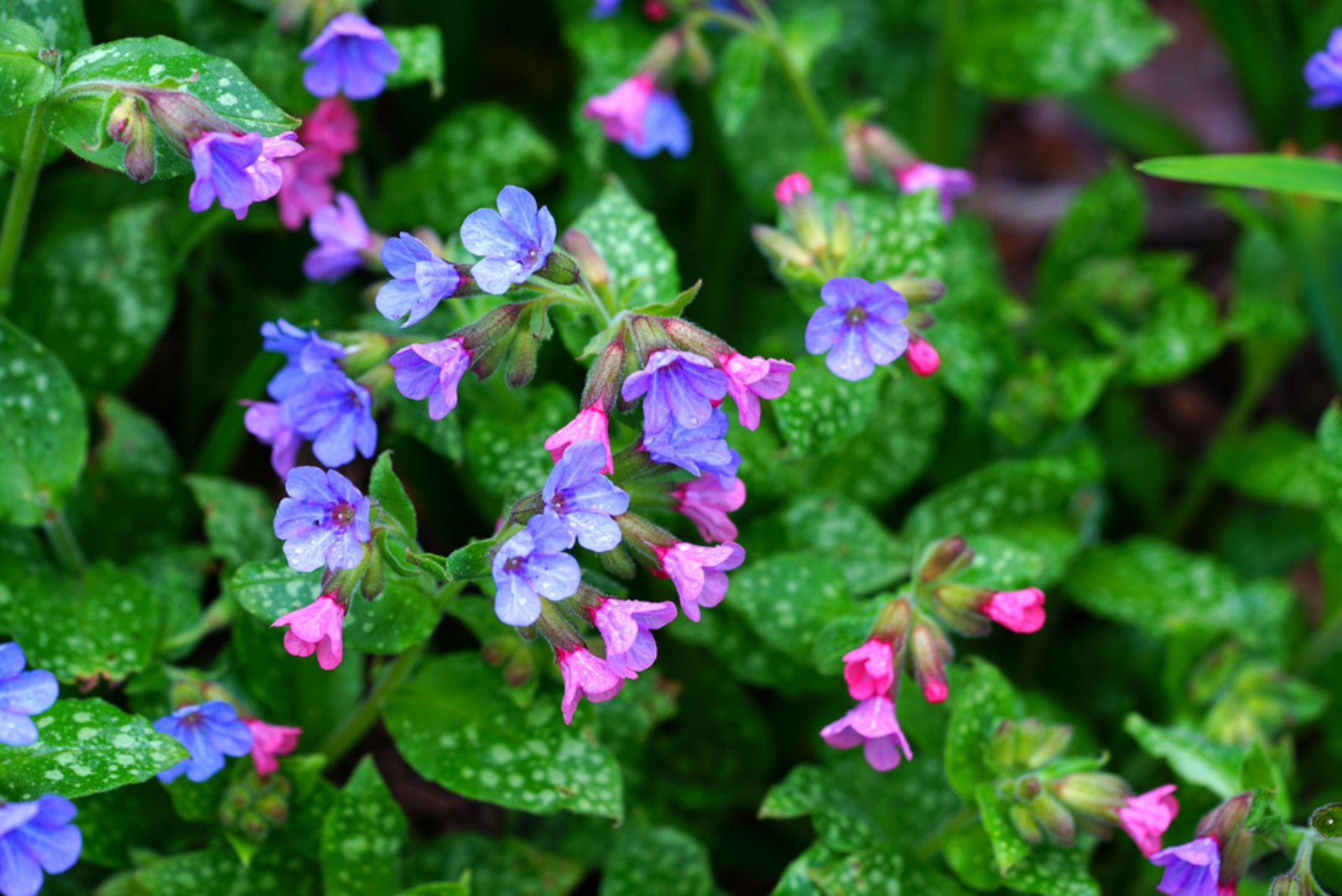 Lungwort