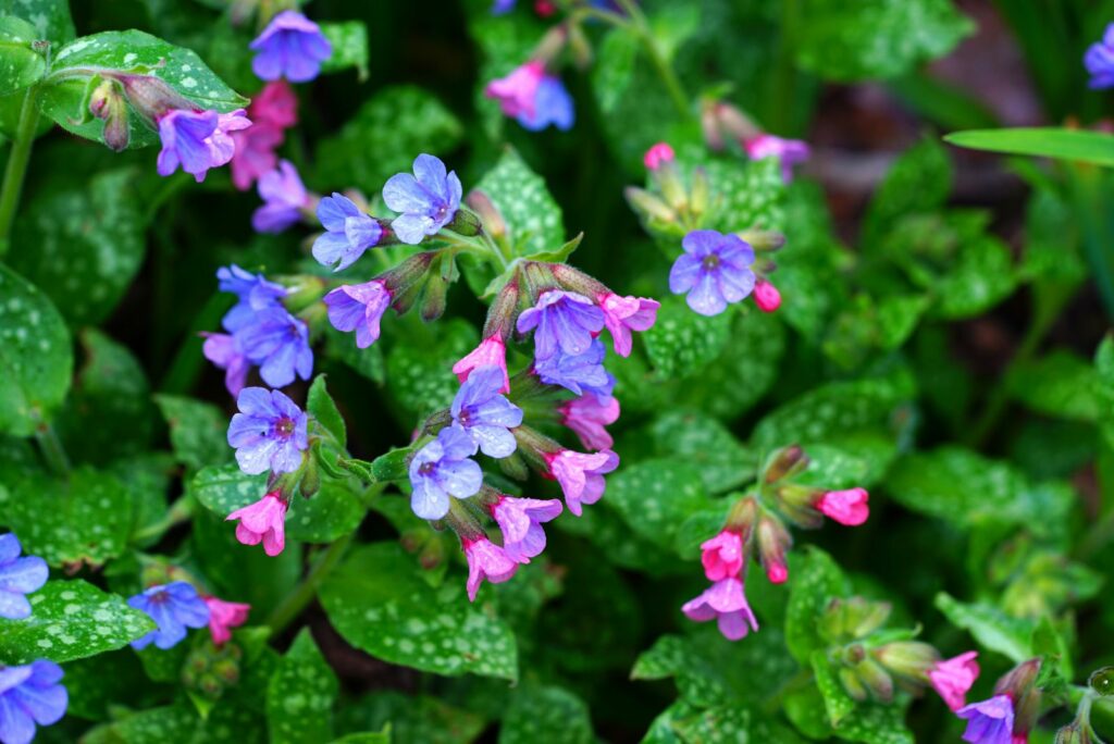 Lungworts flowers