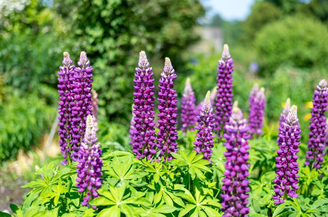 18 Clever Plants That Boost Nitrogen In The Soil And Help Your Veggie ...