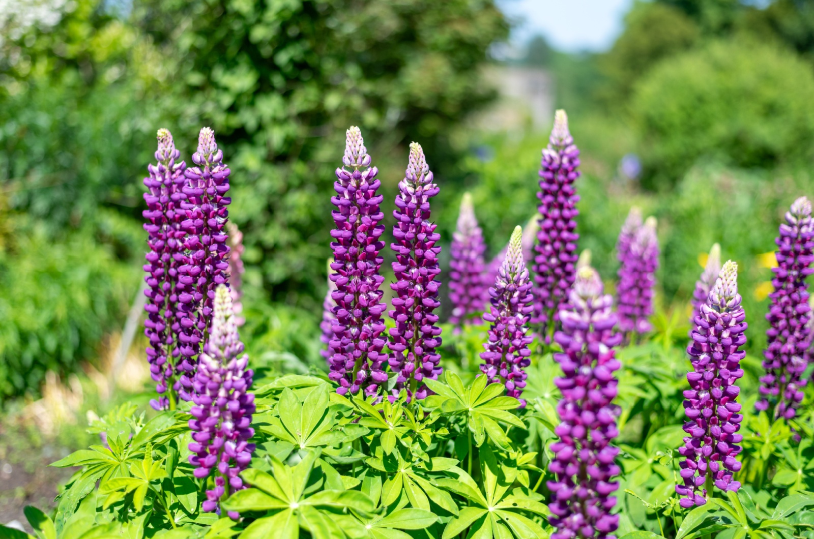 Lupines