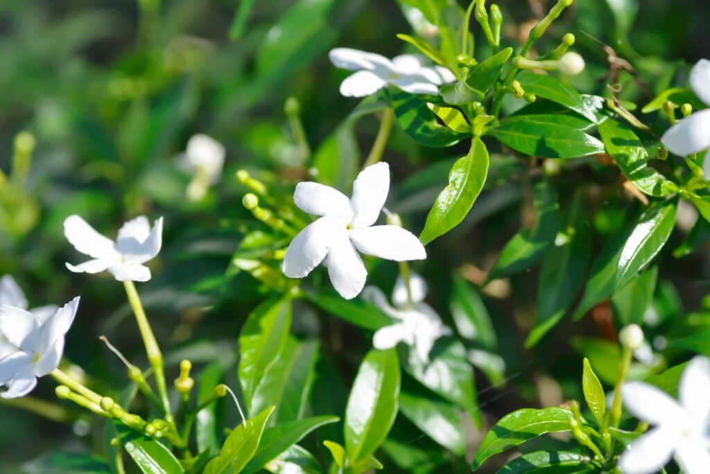 Lush Gardenias