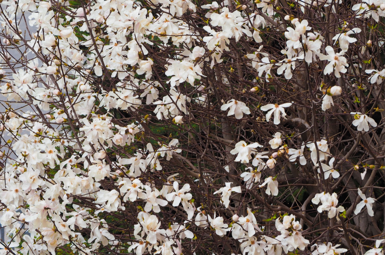 Magnolia Sweetbay tree