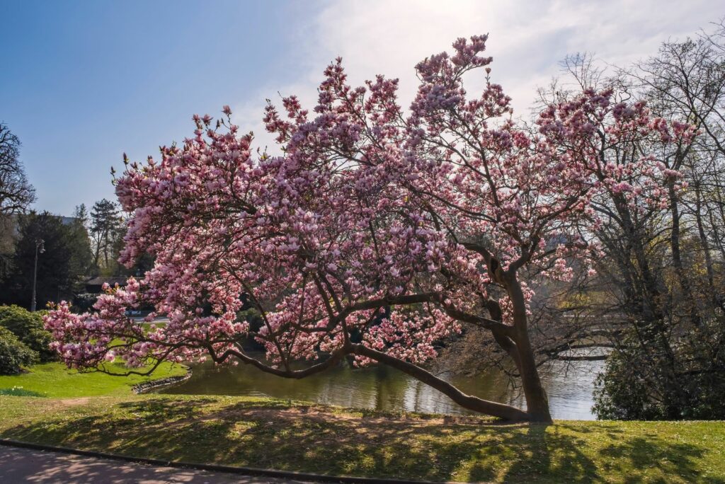 Magnolia tree