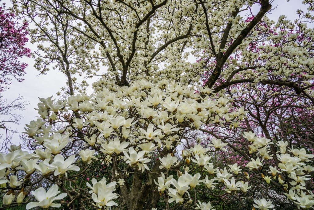 Magnolias