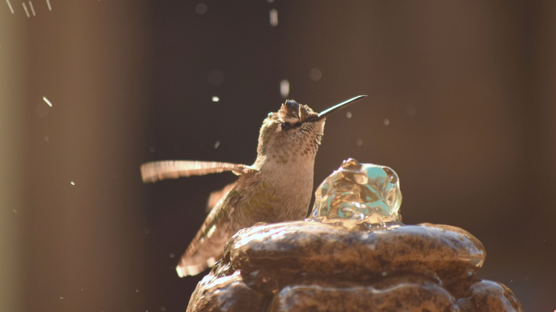 hummingbird fountain