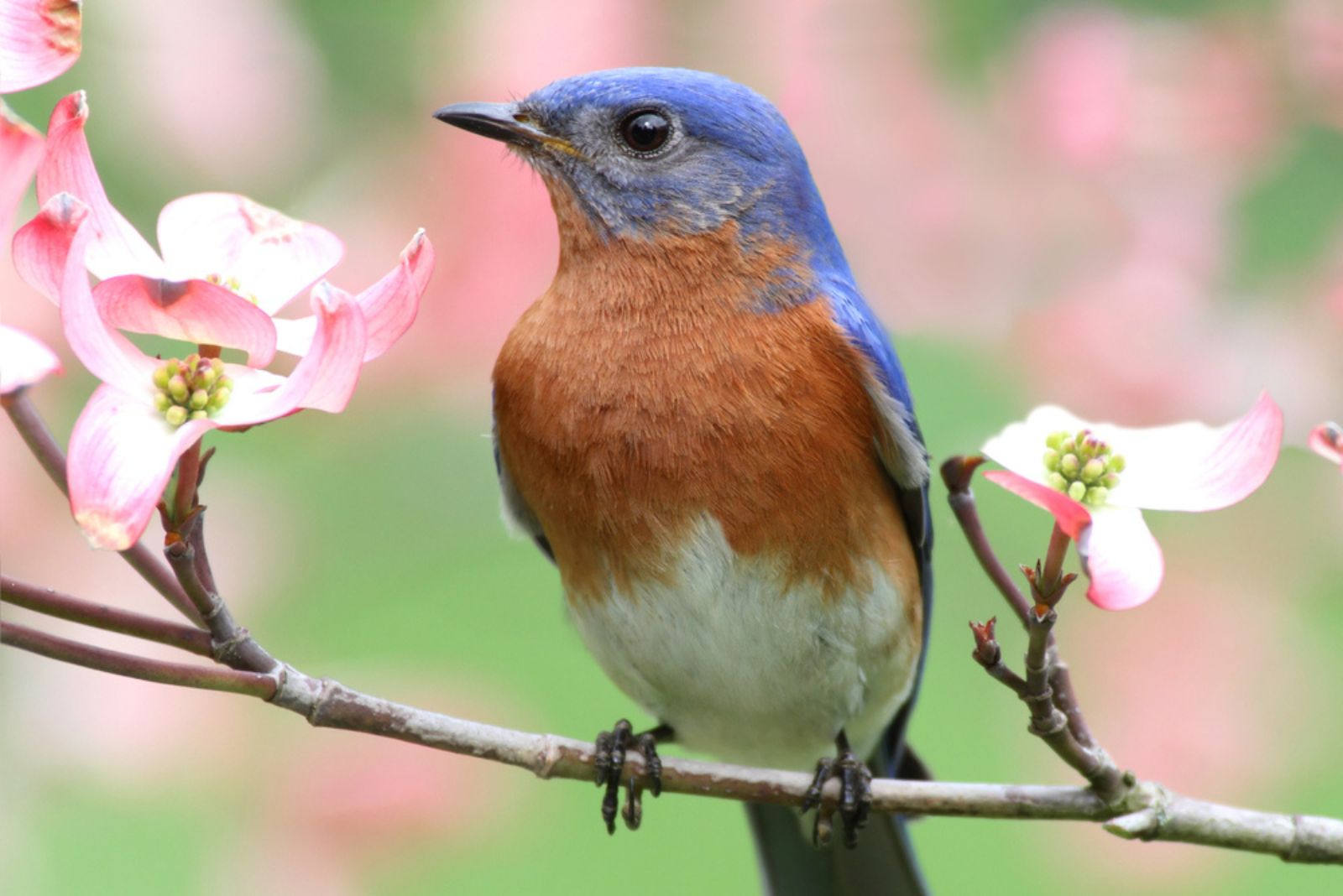 Male Eastern Bluebird on dogwood