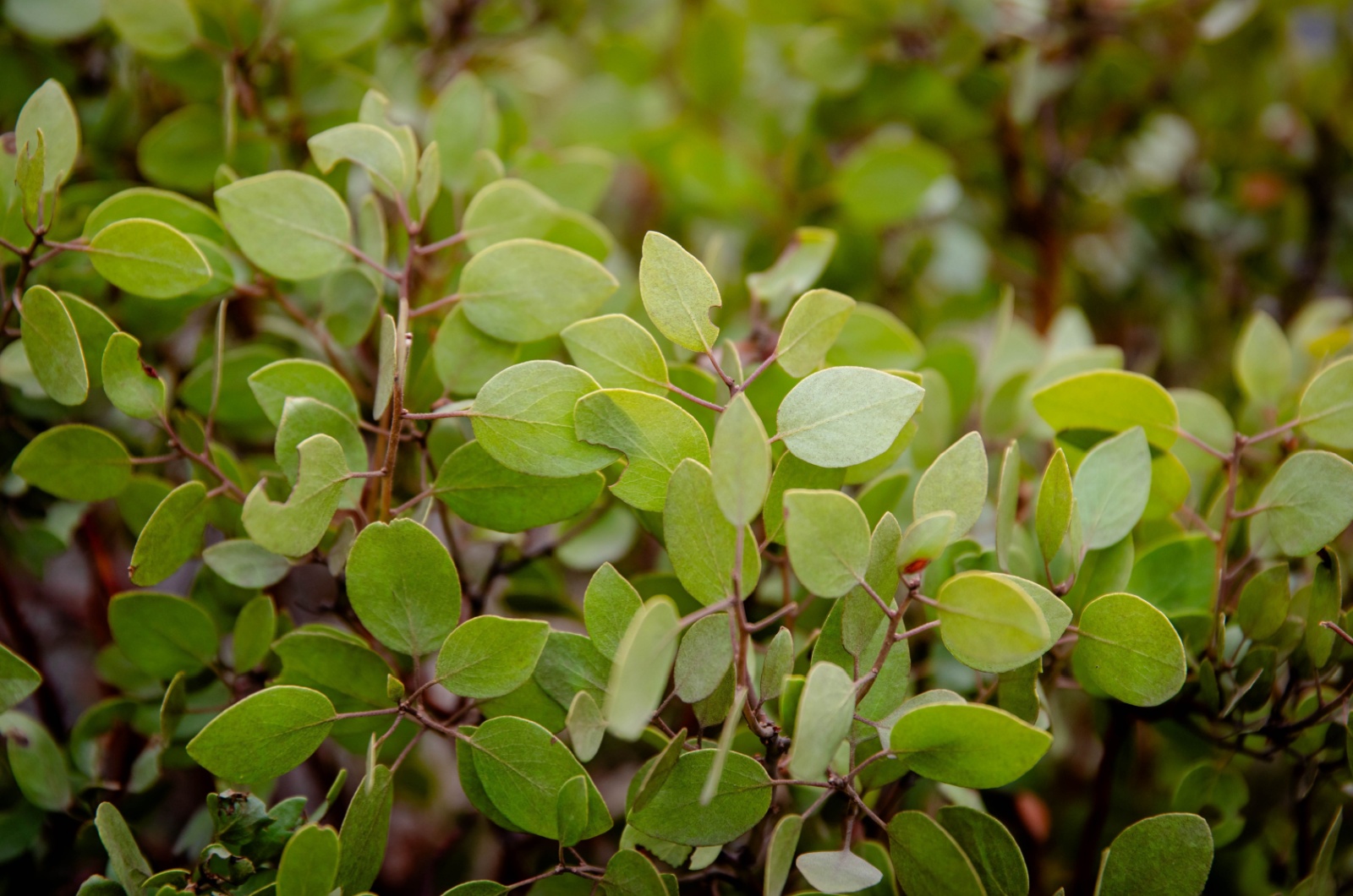 Manzanita