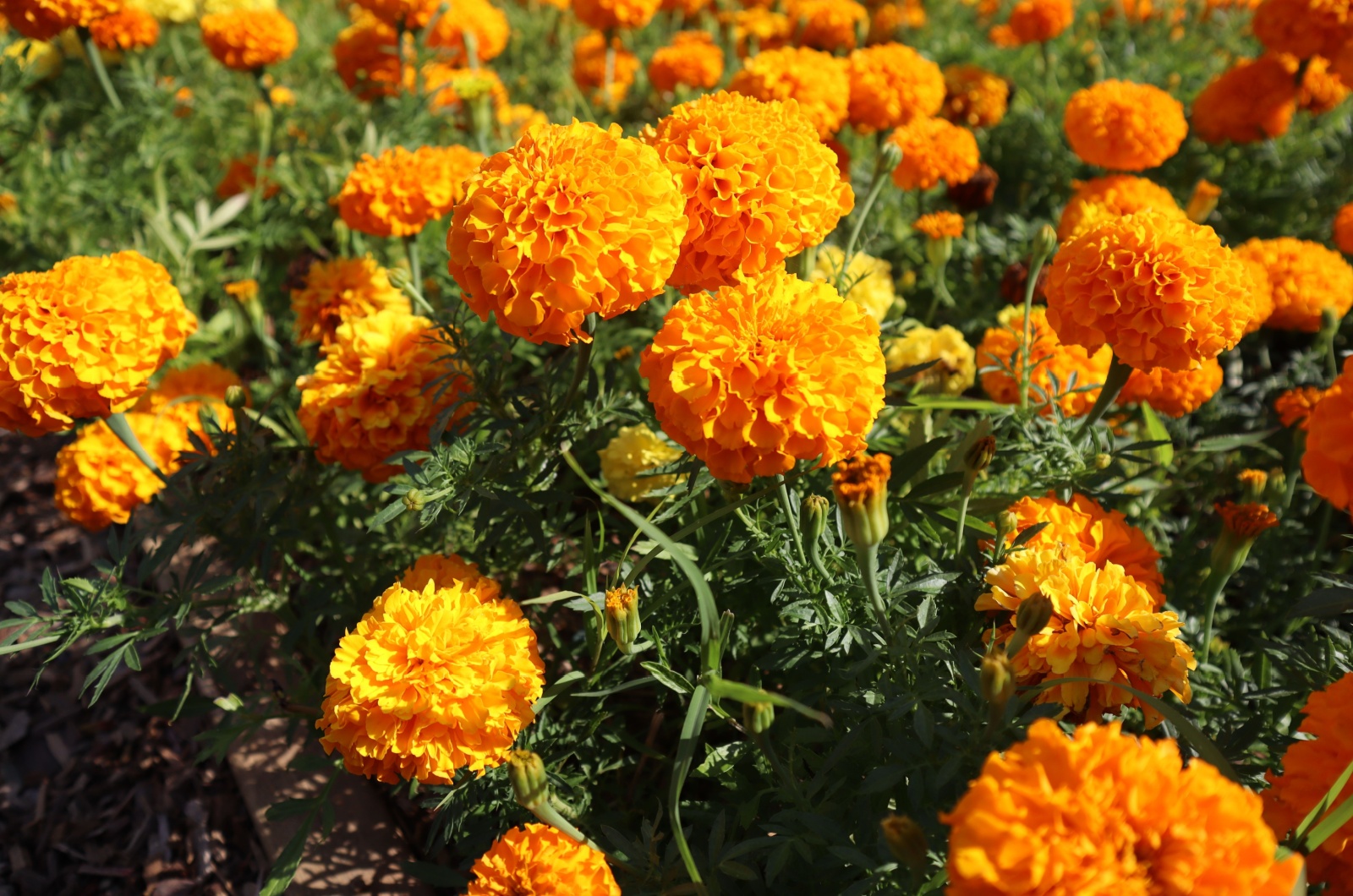 Marigold flowers