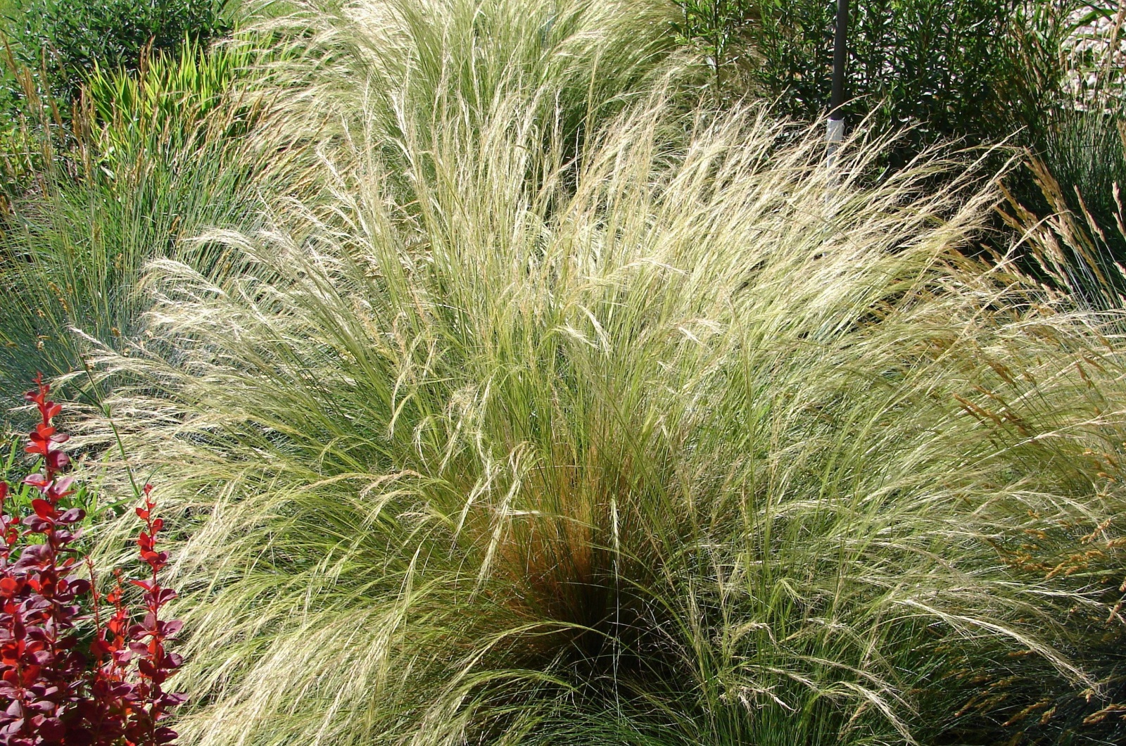 Mexican Feather Grass