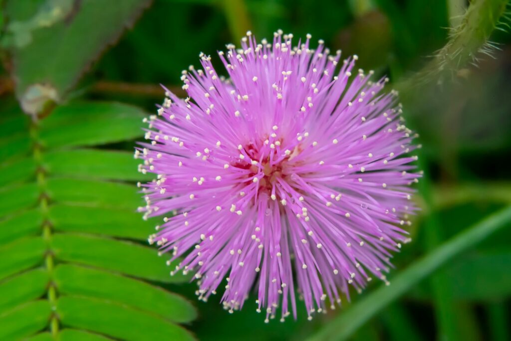 Mimosa Pudica