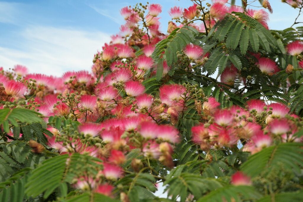 Mimosa Tree