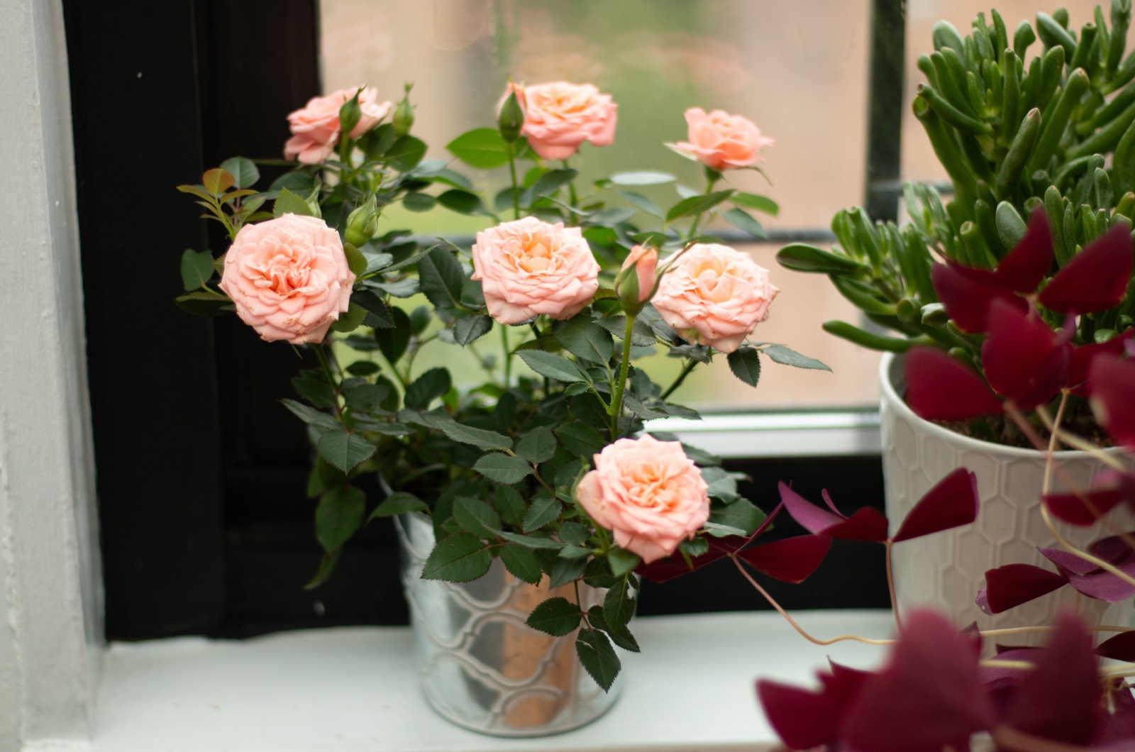 Miniature Roses