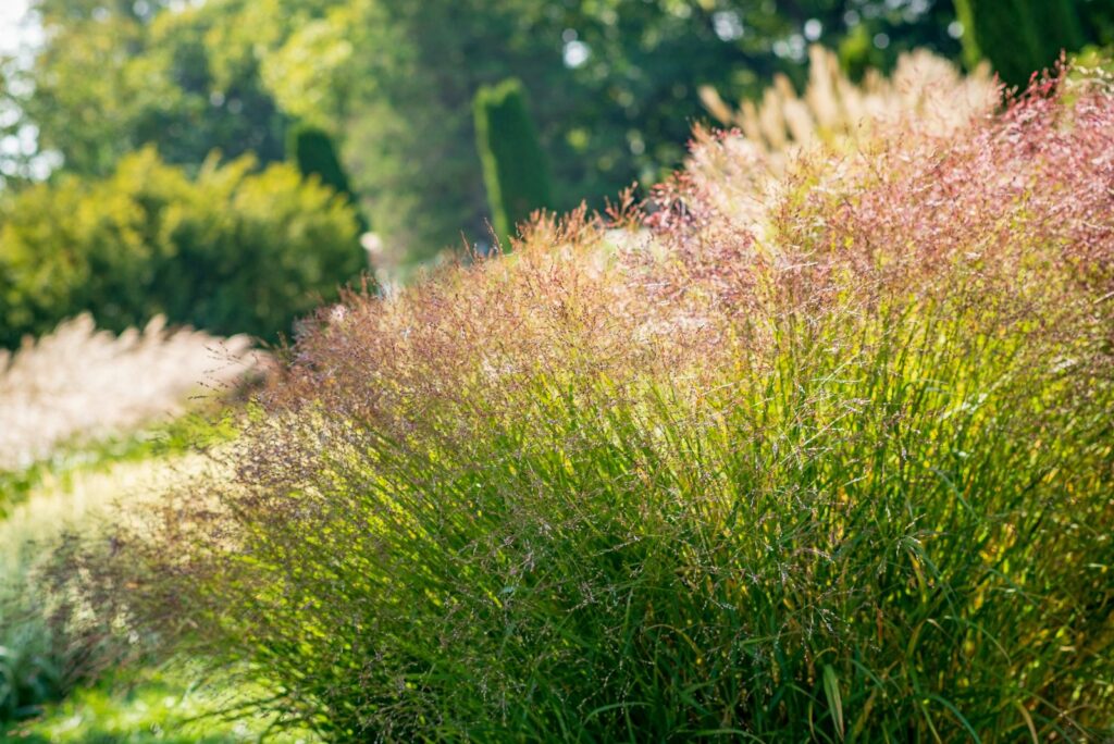 Miscanthus in garden