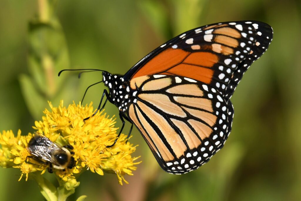 Monarch Butterfly feeding on Stiff Goldenrod