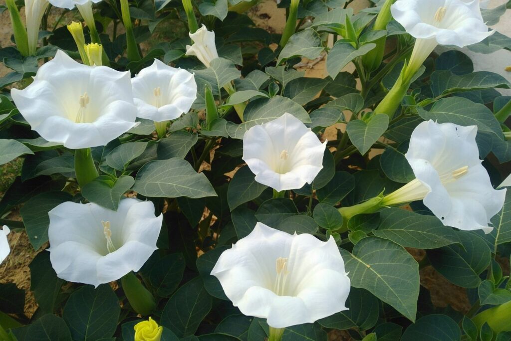 Moonflowers