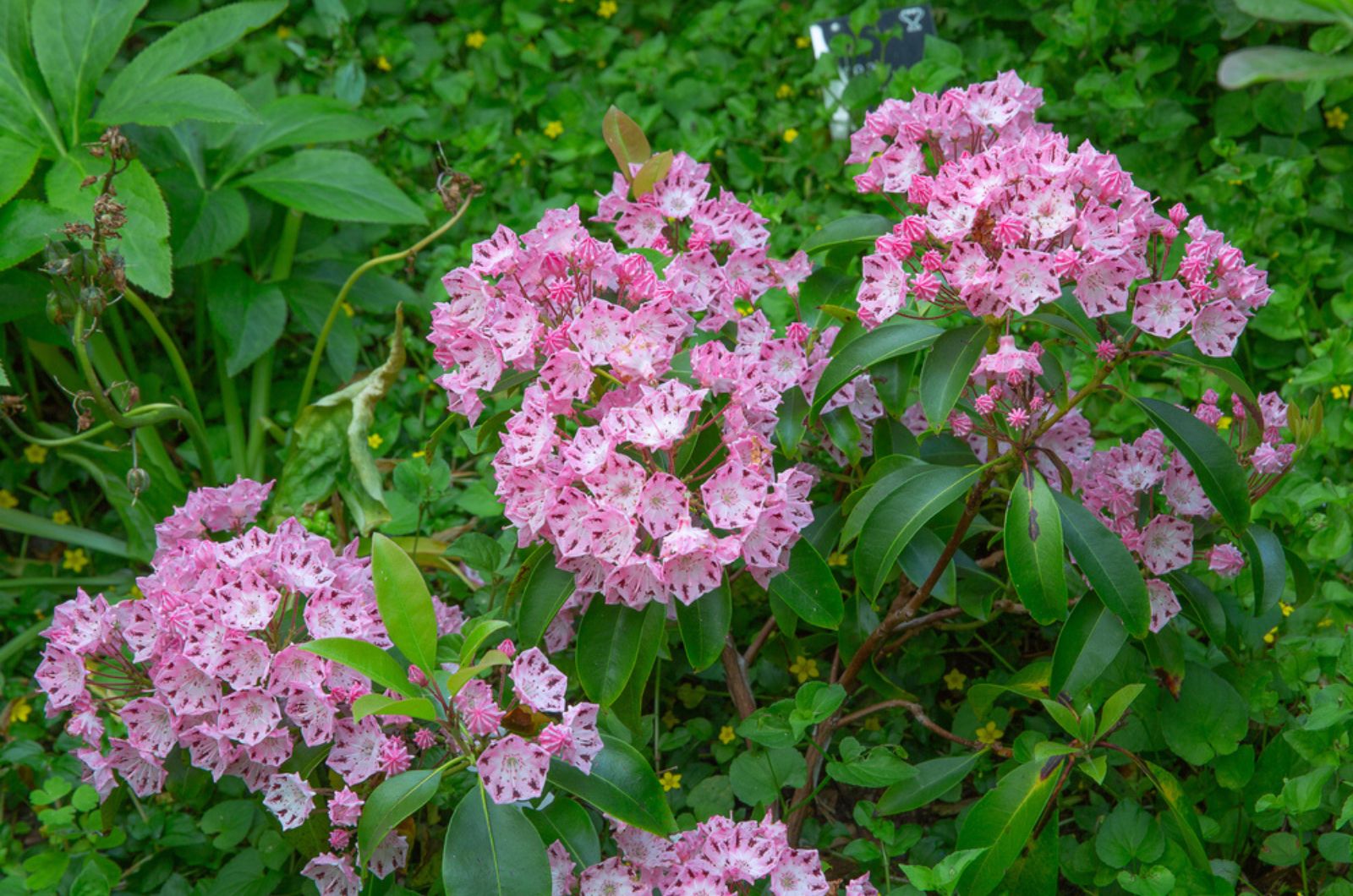 mountain laurel