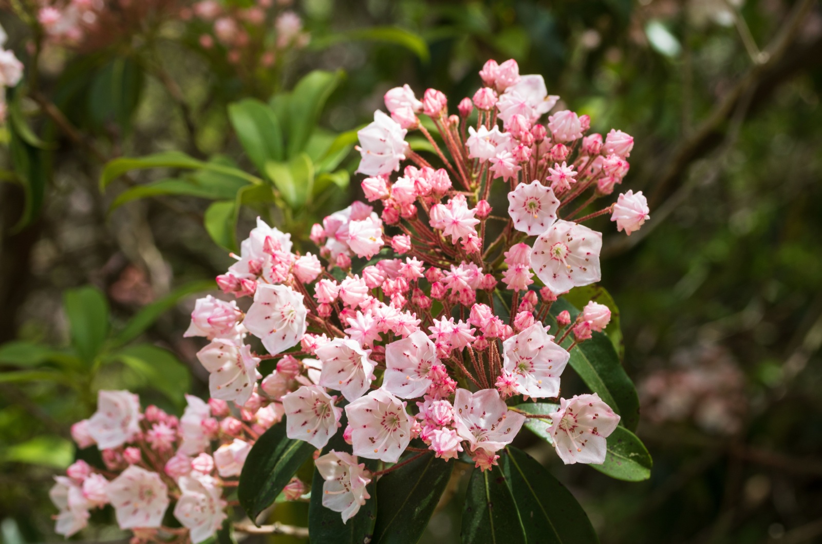 Mountain Laurel