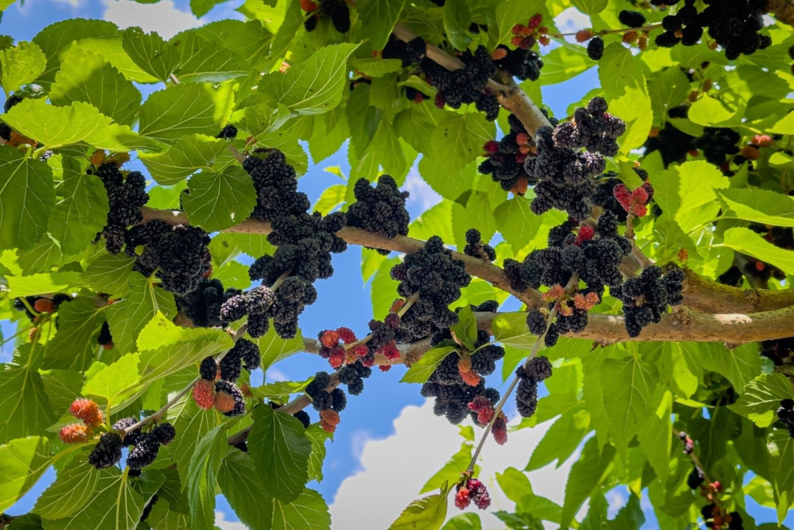 Mulberry tree