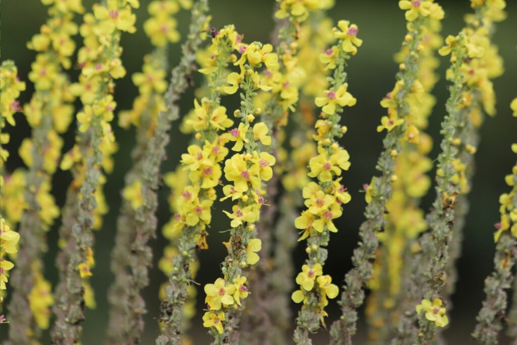 Mullein in the garden