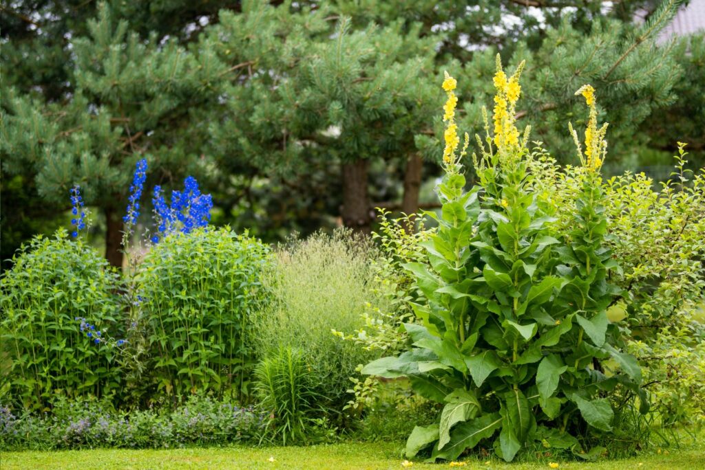 Mullein's in the garden