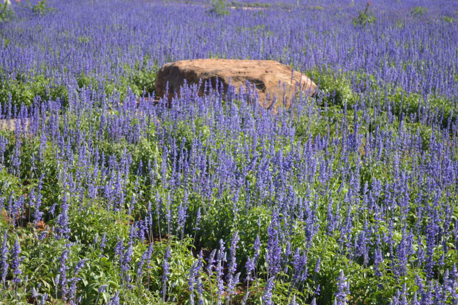 Nepeta field