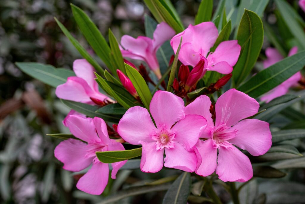 Oleander