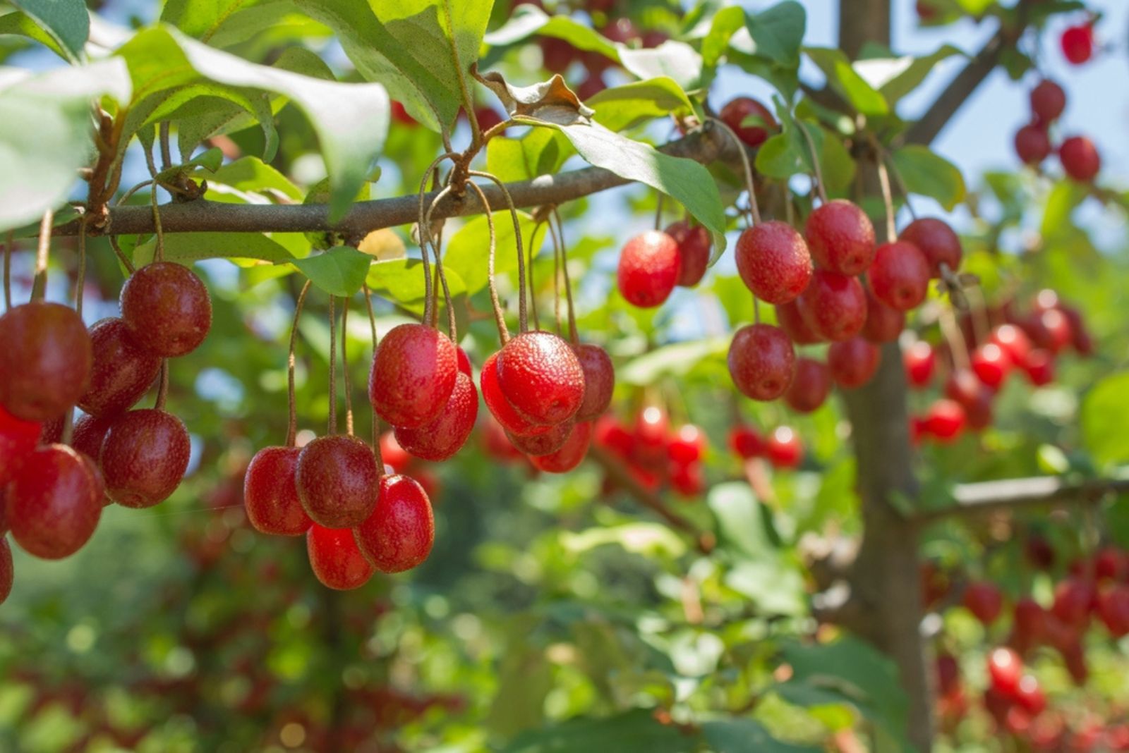 Olive Berries