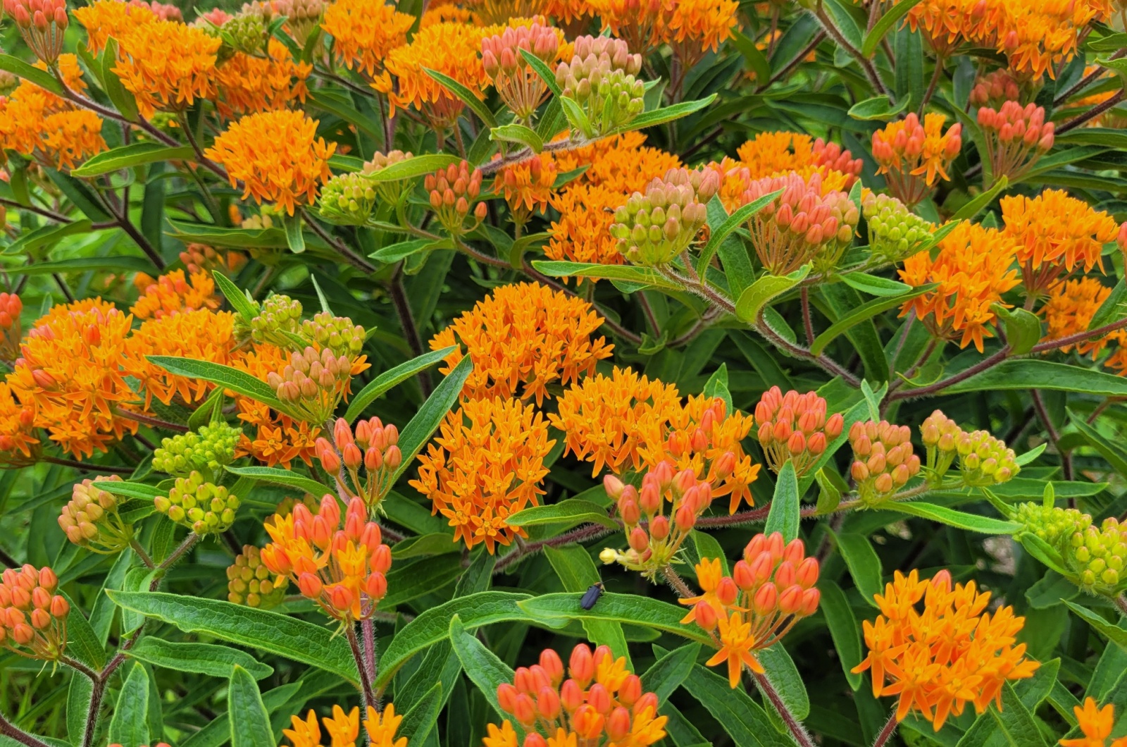 Orange Milkweed