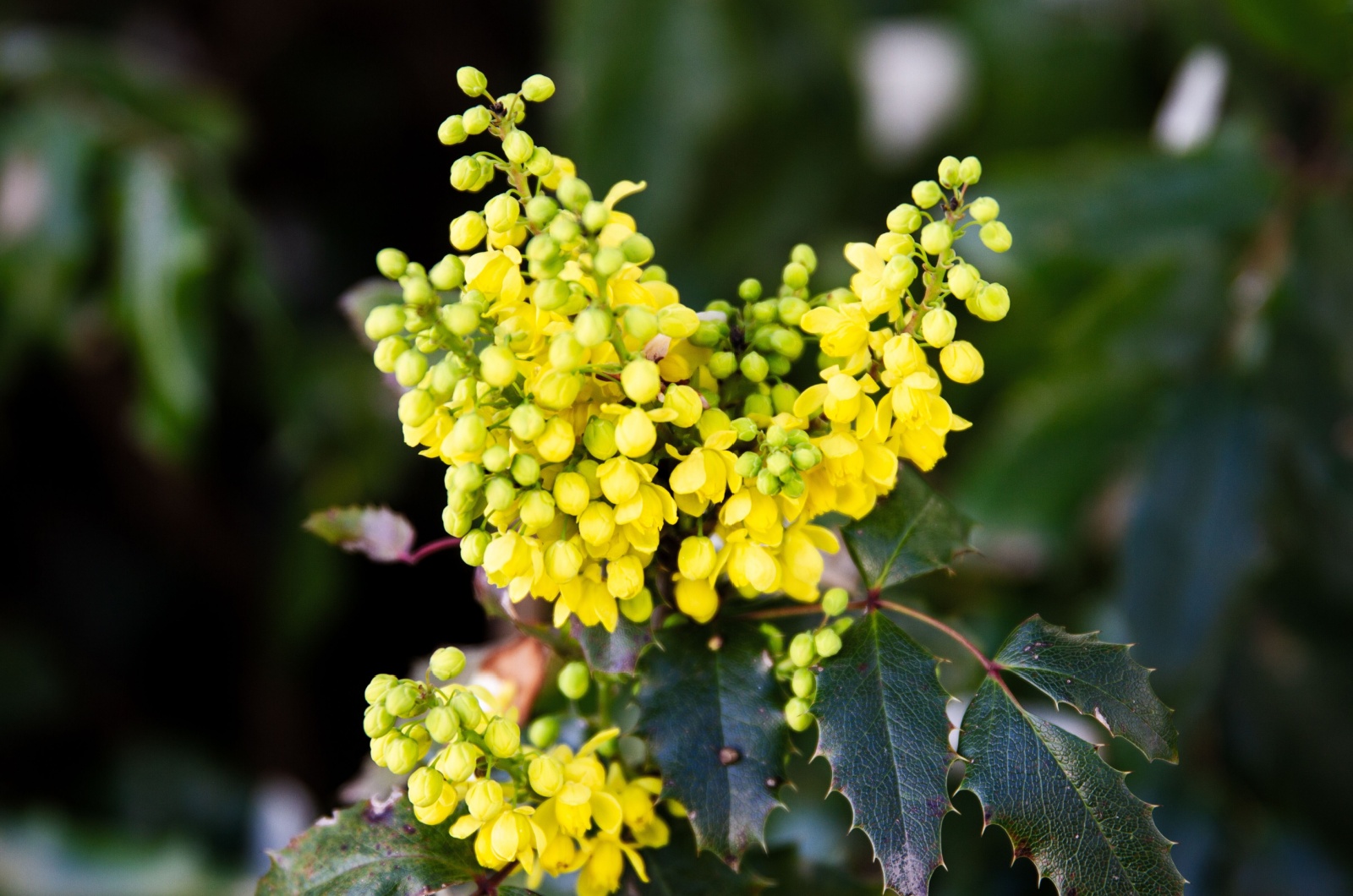 Oregon Grape