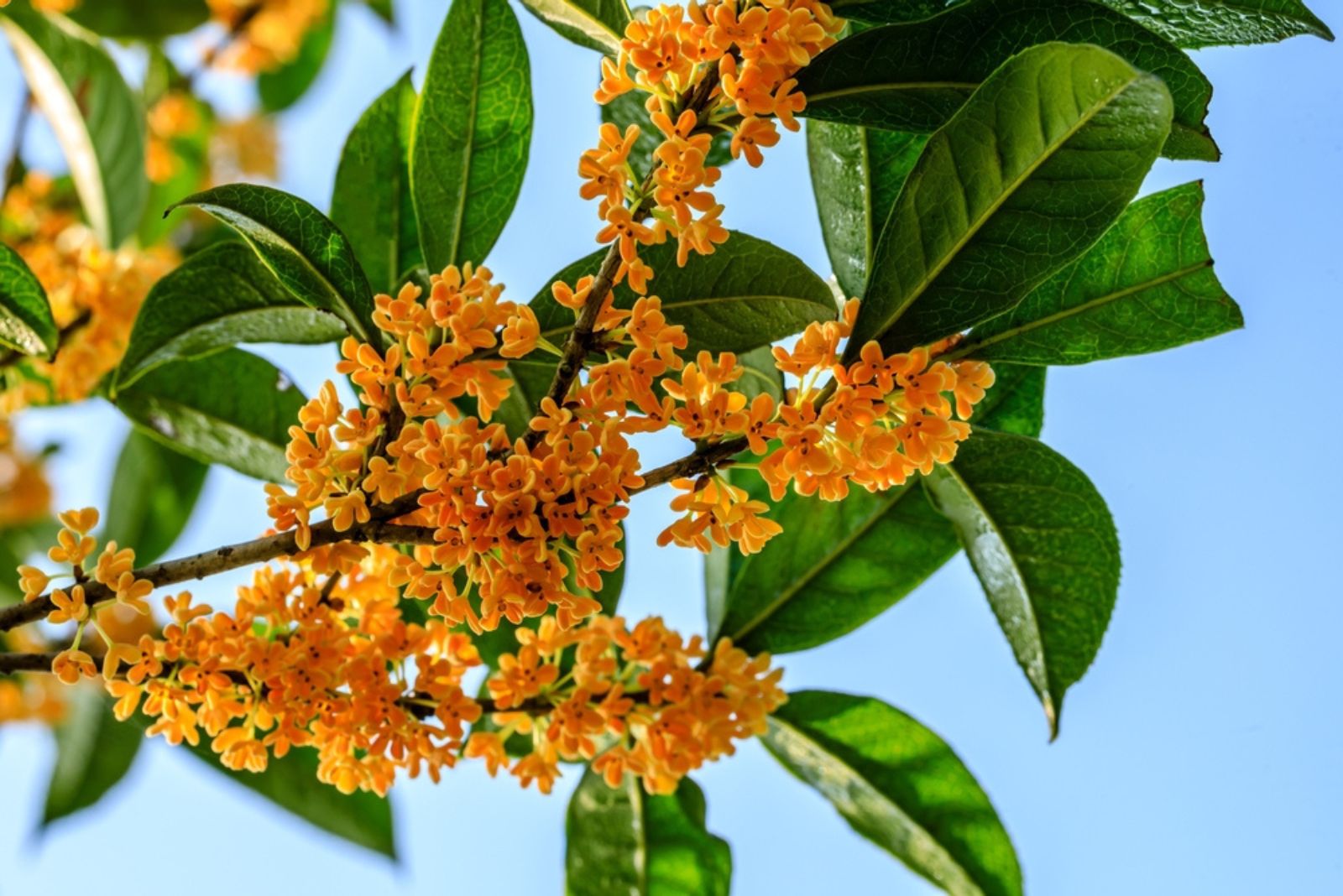 Osmanthus