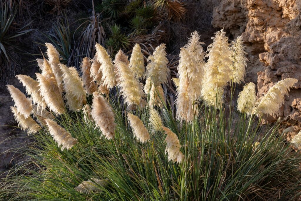 Pampas Grass